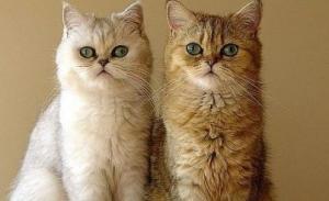 Top 5 Dual Sim Smartphones