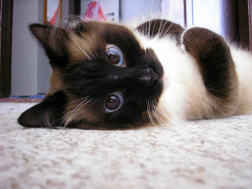 Your daily life in GIFs