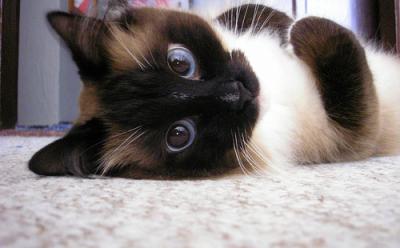 Your daily life in GIFs