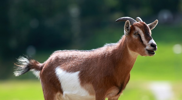 Bakra Eid (Eid-ul-Azha) online selling on OLX