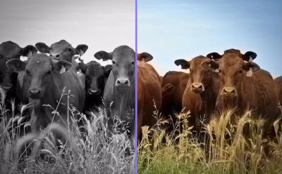 Color Black and White Photos
