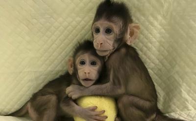 Scientists Evaluate Human Duplicates After Cloning Monkeys For The First Time