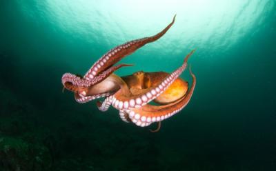 us. army researchers explore developing 3d-printed self-aware soft robots