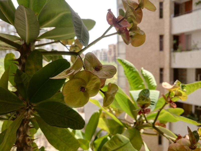 Vivo X21 Camera Samples 1