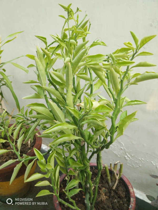 Nubia Red Magic Back Camera Sample (1)