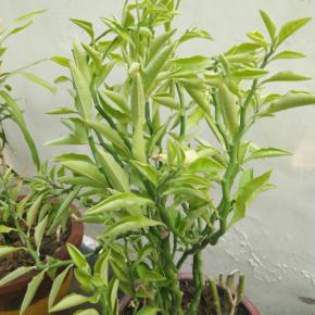 Nubia Red Magic Back Camera Sample (1)