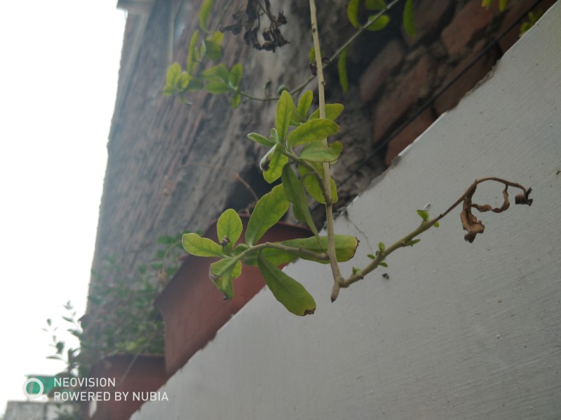 Nubia Red Magic Back Camera Sample (3)