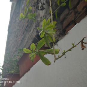 Nubia Red Magic Back Camera Sample (3)