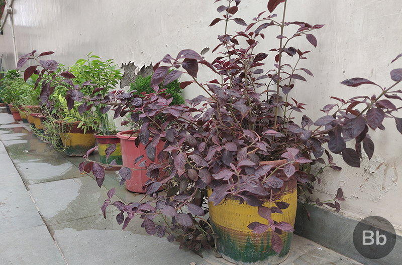 Poco F1 Camera Review