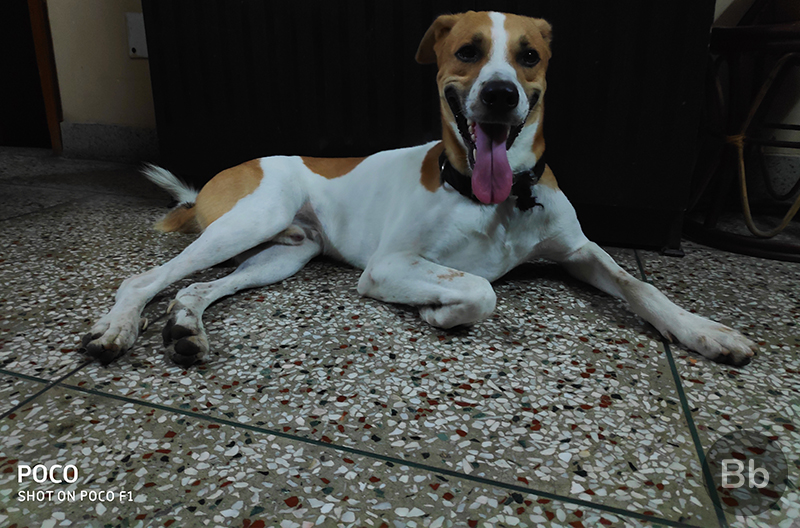 Poco F1 Camera Review