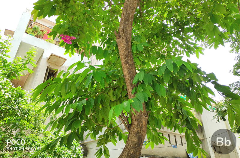 Poco F1 Camera Review