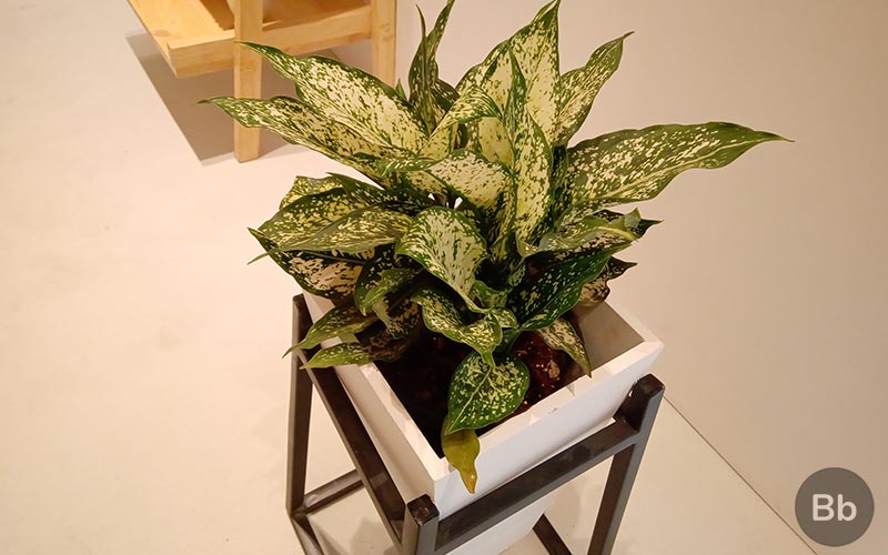 Nokia 31 Camera Sample 4