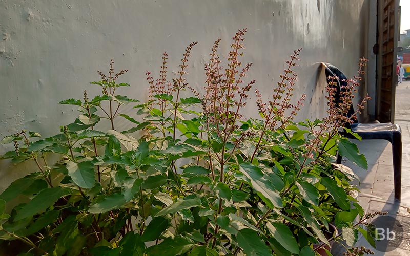 Nokia 31 Camera Sample 5