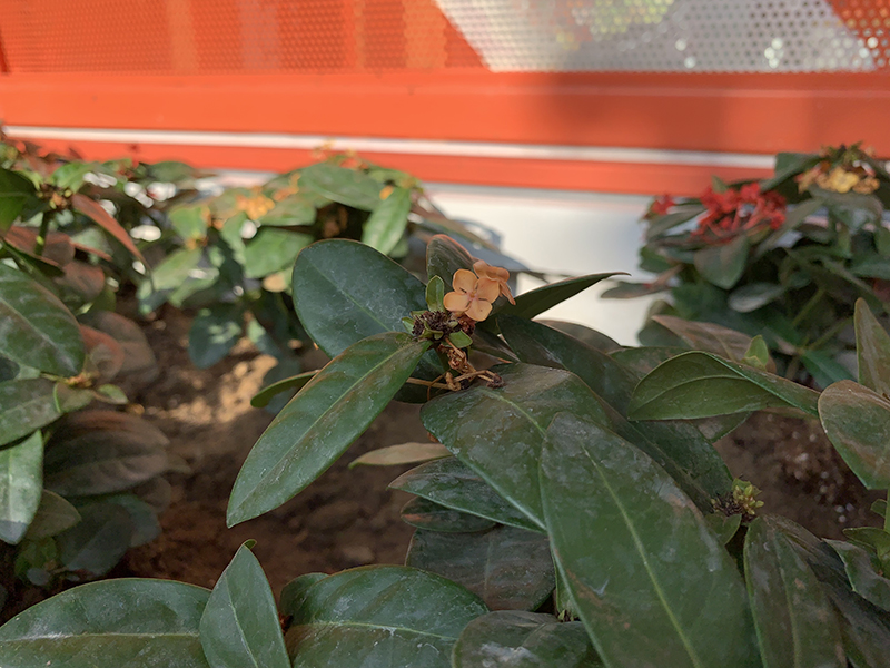 iphone xs max camera 9