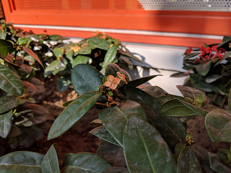 pixel 3 camera review 28