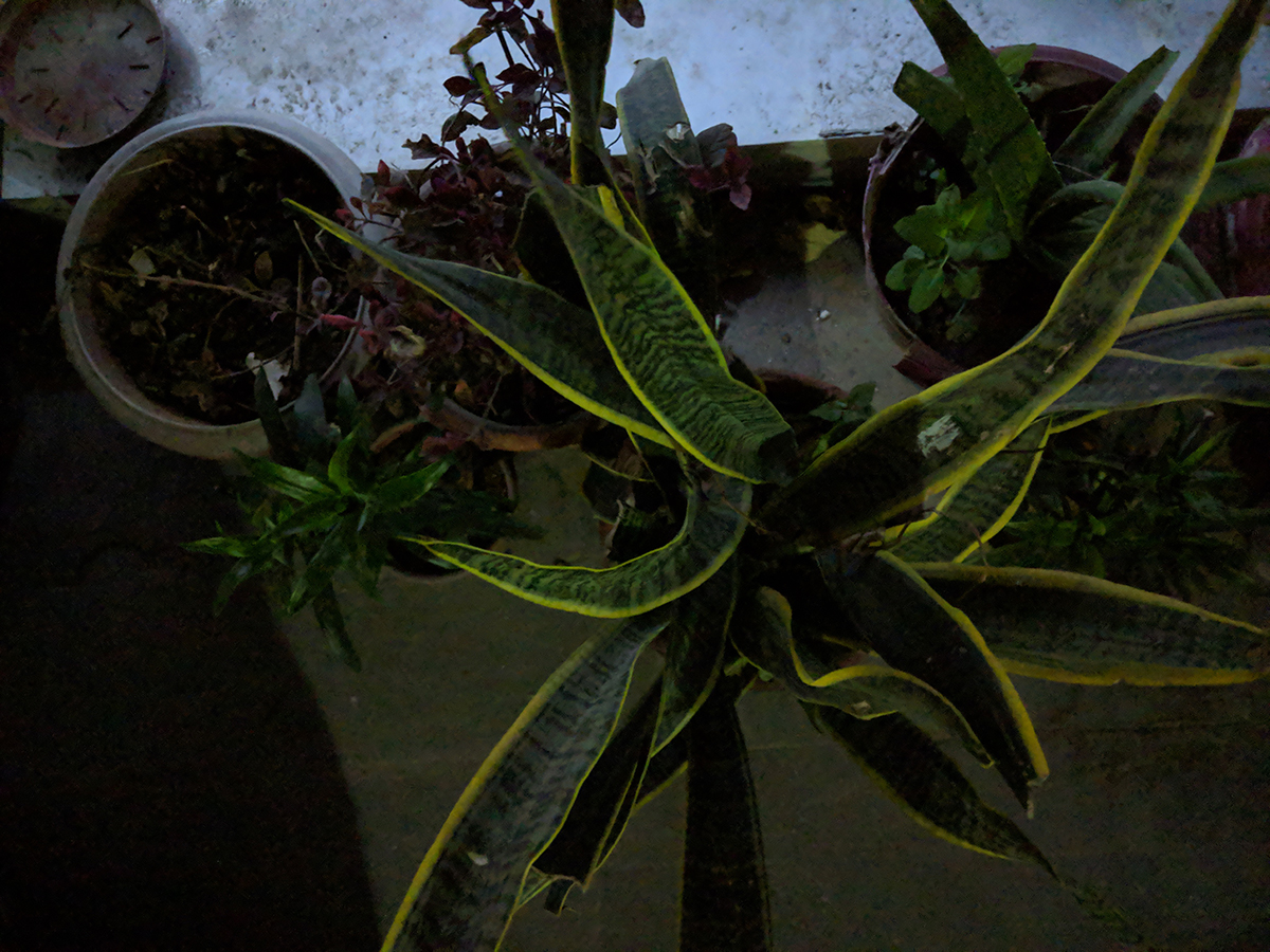 pixel 3 xl night sight 2