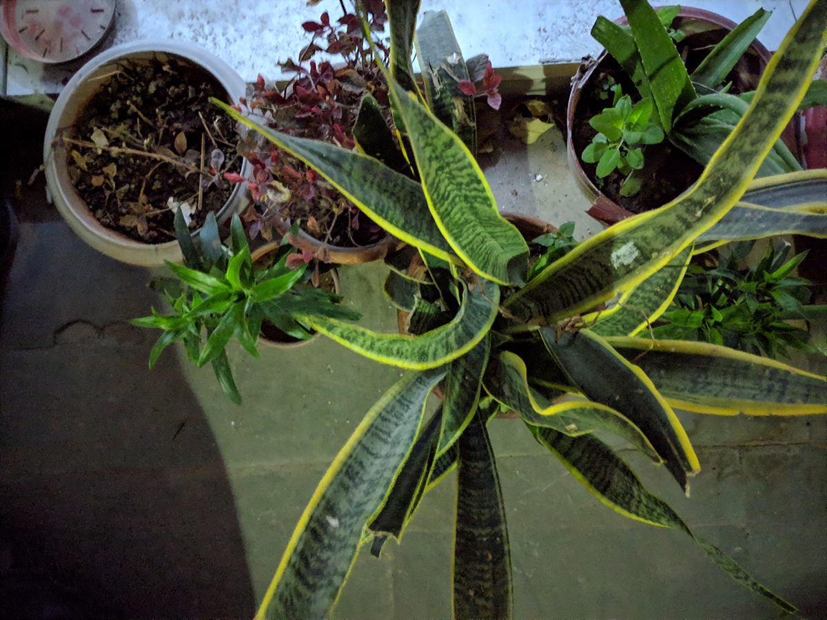 pixel 3 xl night sight 2_1