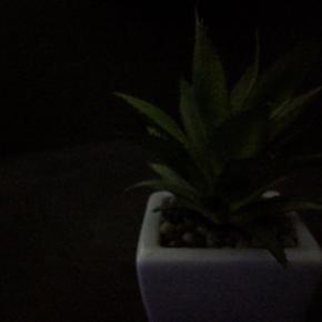 night sight no 1