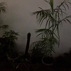 night sight no 6