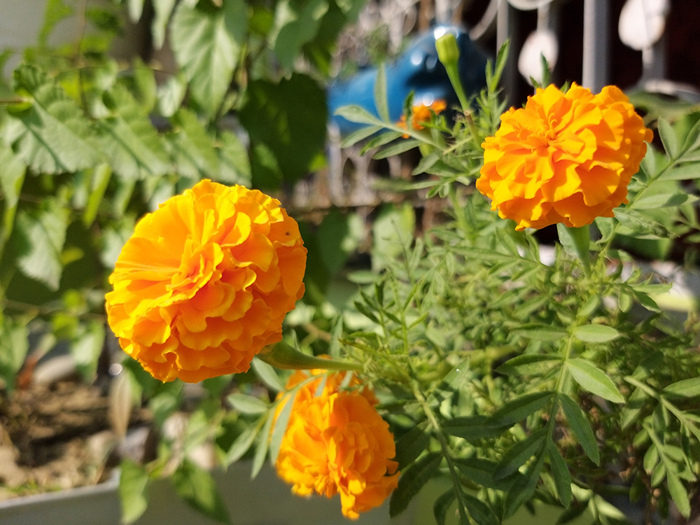 Samsung Galaxy A9 Review: Entertaining but Not Exciting