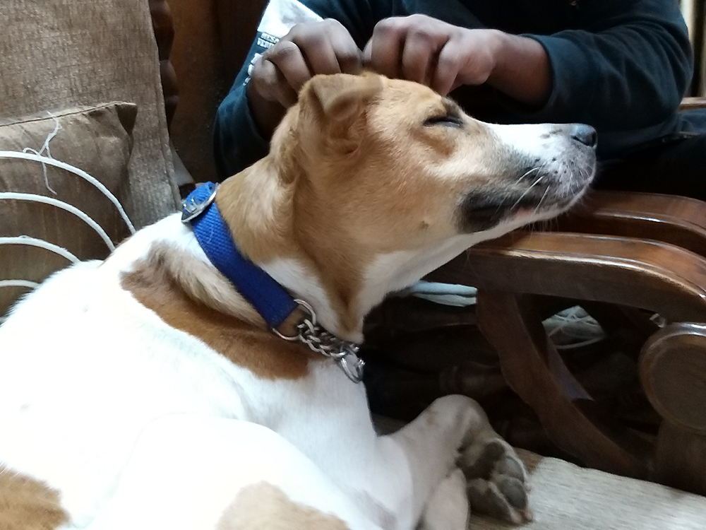 Samsung Galaxy A9 Review: Entertaining but Not Exciting