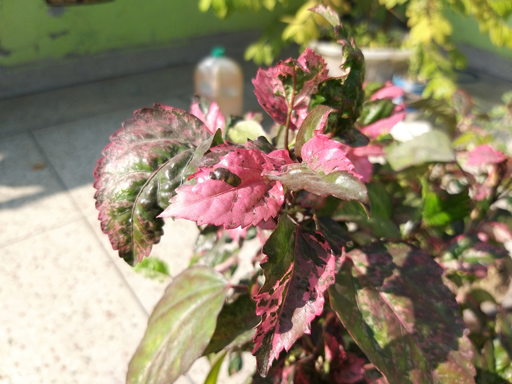 Samsung Galaxy A9 Review: Entertaining but Not Exciting