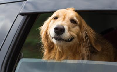 uber pets featured