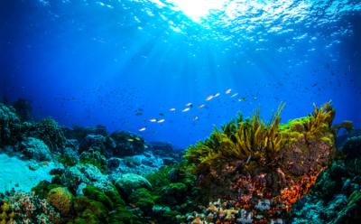 Coral reefs NASA feat.