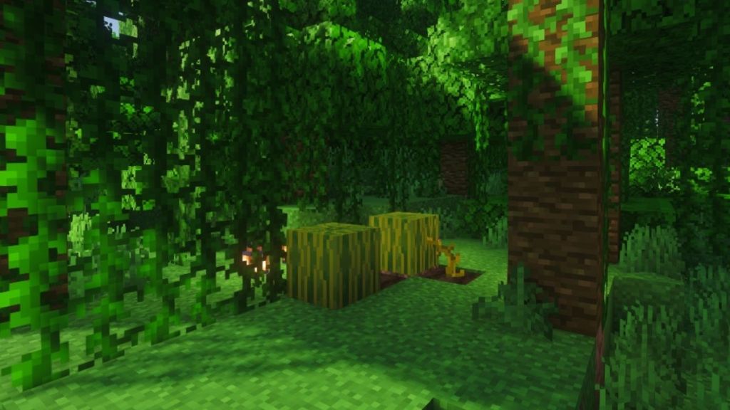 Find Melon in Jungle