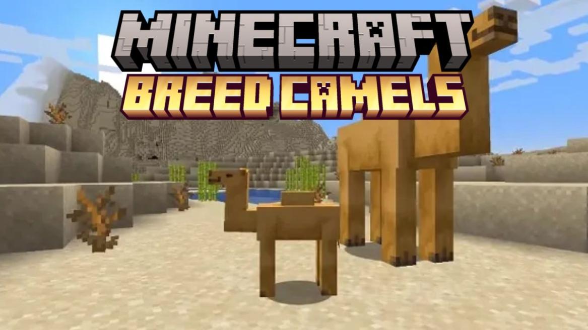 How to Breed Camels in Minecraft