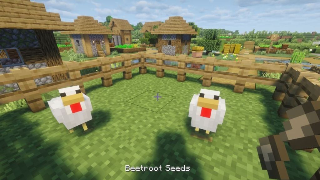 Feed Beetroot seeds to Chickens