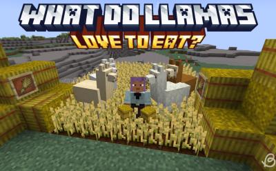 Fully matured wheat crops and hay bales on the sides with a player holding hay bales and llamas staring at them in the center