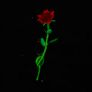 Rose Rod