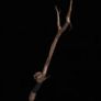 Splitbranch Twig