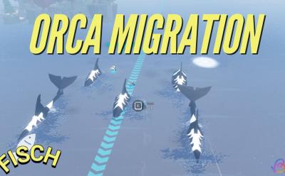 Orca Migration Event Fisch