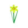 Daffodil