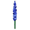 Delphinium