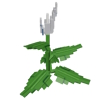 Peace Lily