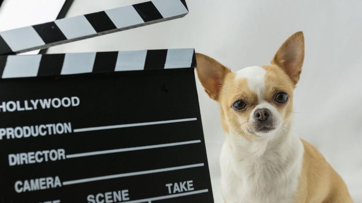 Best Dog movies