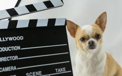 Best Dog movies