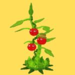Tomatrio