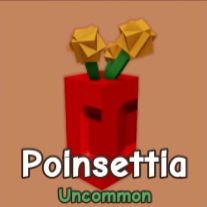 Poinsettia