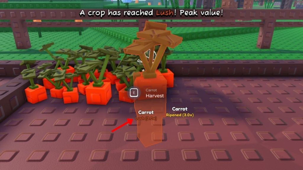 Wait For Lush Before Harvesting