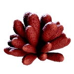 Aster_Scyllid