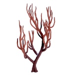 Branching_Coral