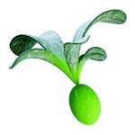 Cherimoya_Rotsac