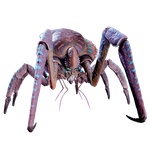 Coral_Crab