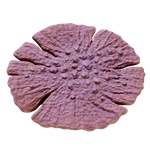 Dragon_Scale_Coral