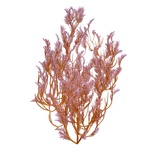 Feather_Kelp