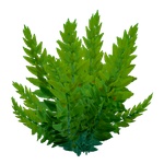 Fern_Kelp